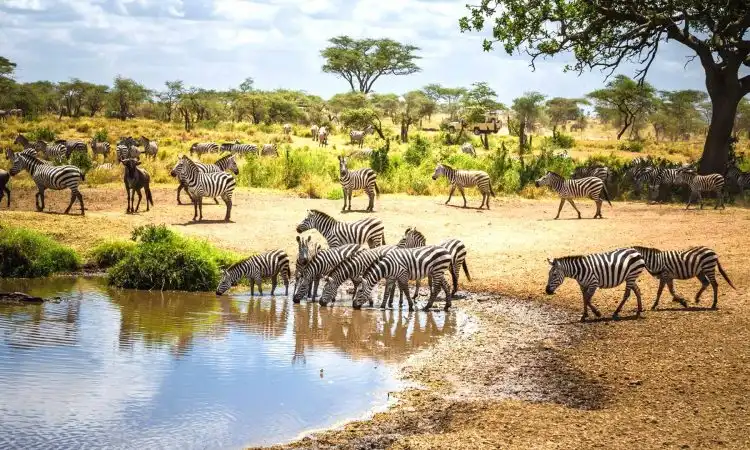 5 Reasons to Do Tanzania Safari in Low Season