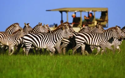 5 Reasons to Do Tanzania Safari in Low Season