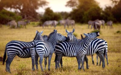 prepare for a safari in Tanzania