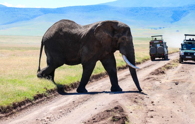 Ngorongoro Crater Day Trip Tour