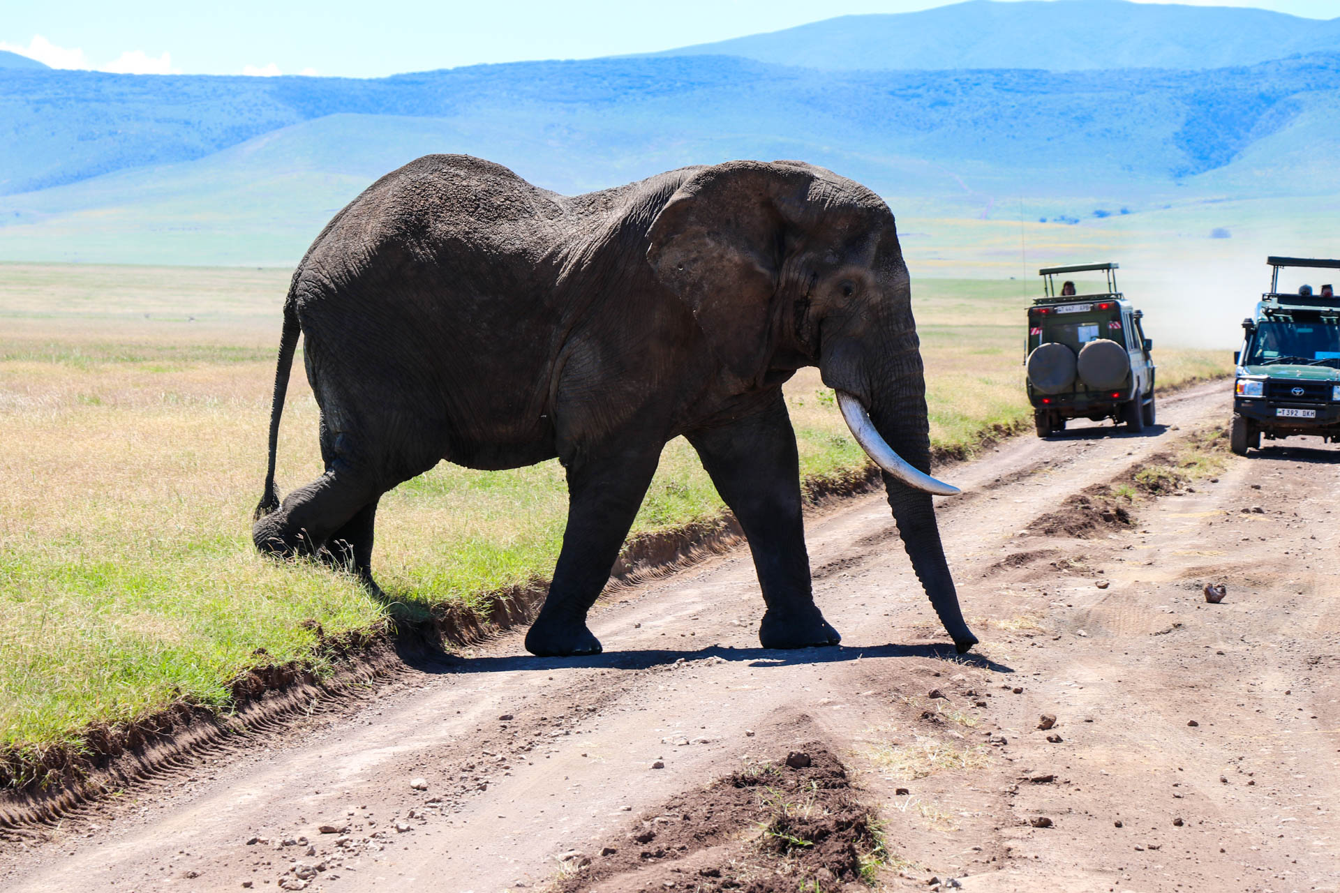 2 Days Tanzania Short Safari } Ngorongoro Crater Day Trip Tour