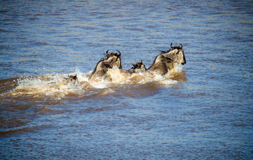 10 Days Wildebeest Migration Safari