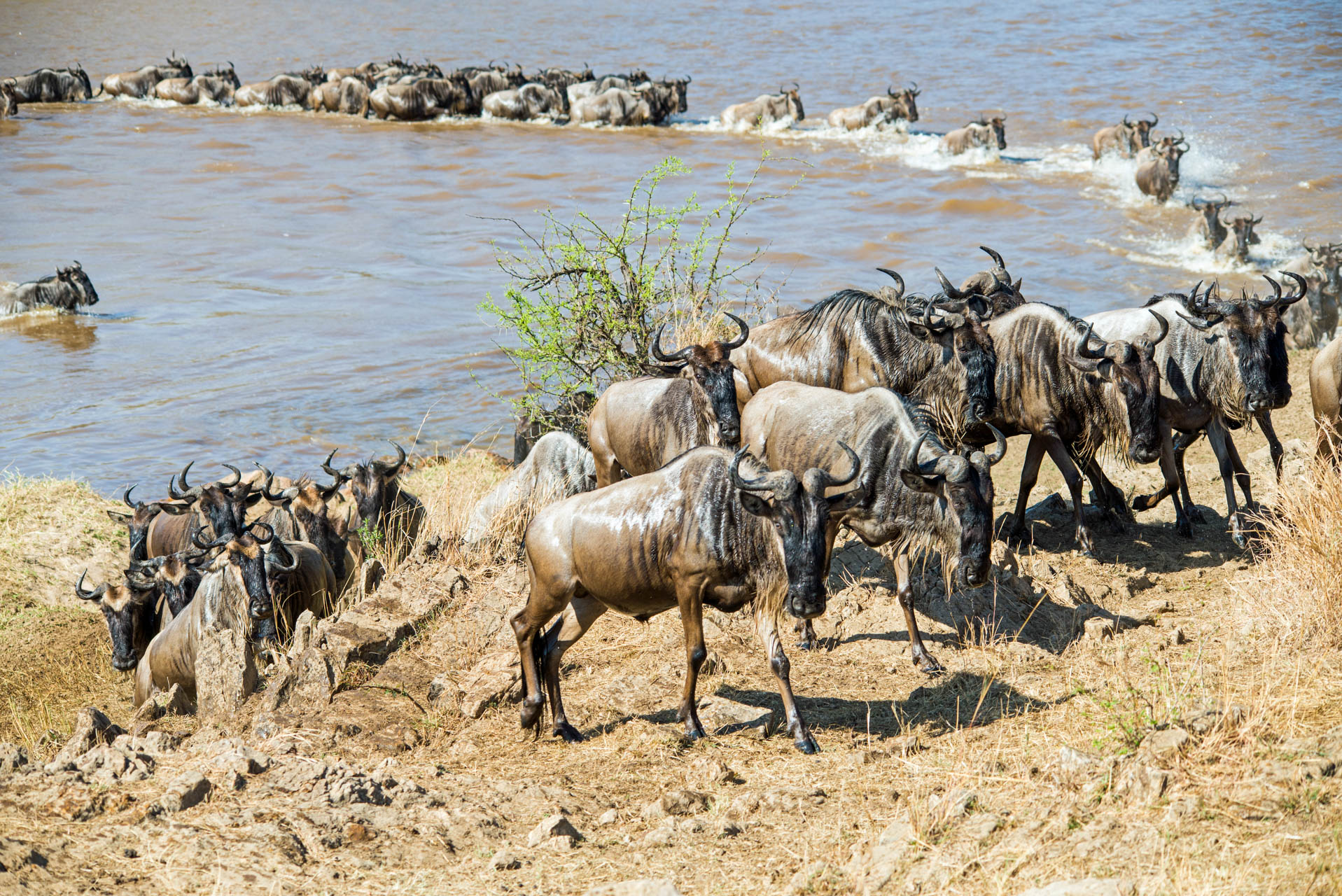 Tanzania wildlife safari | Tanzania Safari Tours