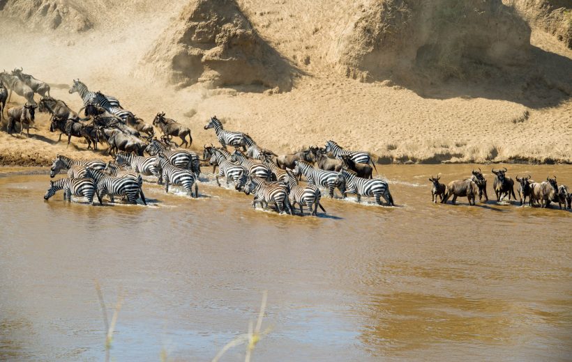 8 Days Classic Serengeti Migration Safari