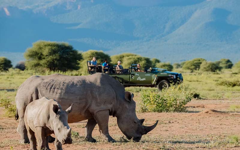 Essential Tips for Accommodation on a Basic Safari Experience
