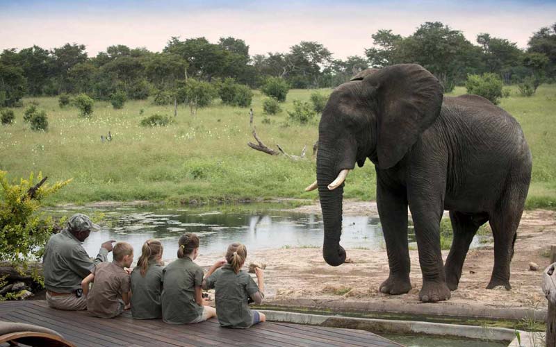 What makes safari great?