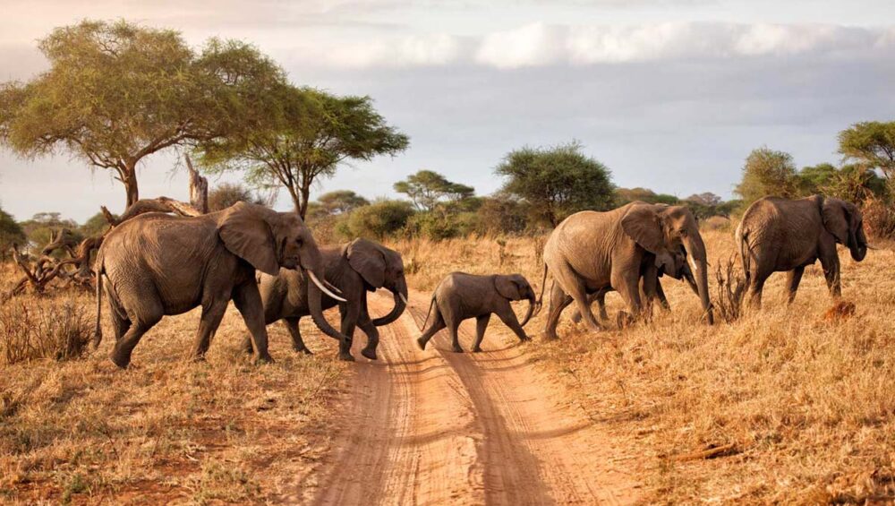 what to expect on a tanzania safari