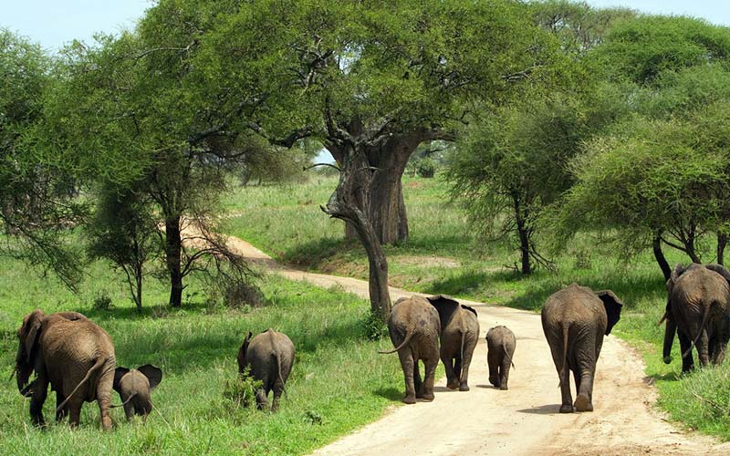 Discover Tanzania's Top 10 Unforgettable Wildlife Experiences