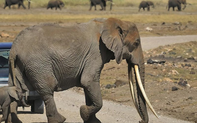 What are the top 5 animals in Tanzania?