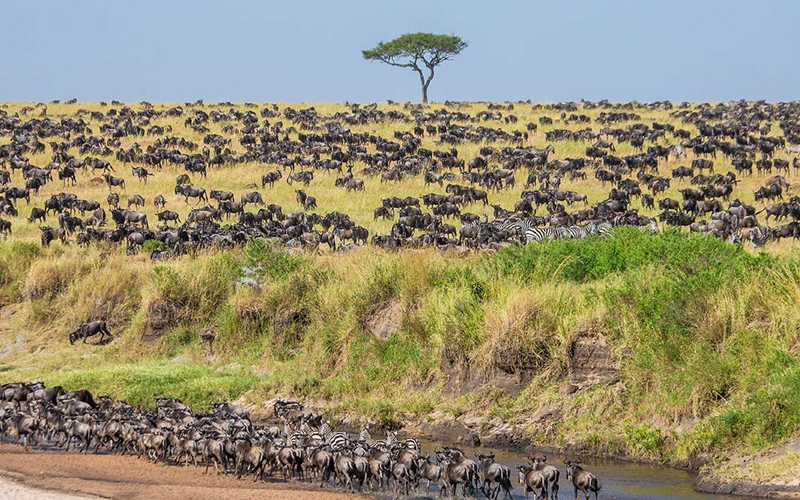 What is the Great Migration Tanzania?