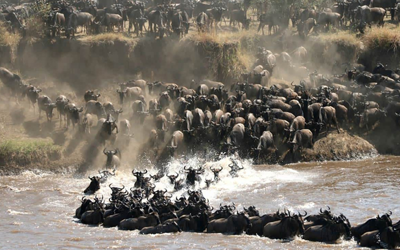 What is the Great Migration Tanzania?
