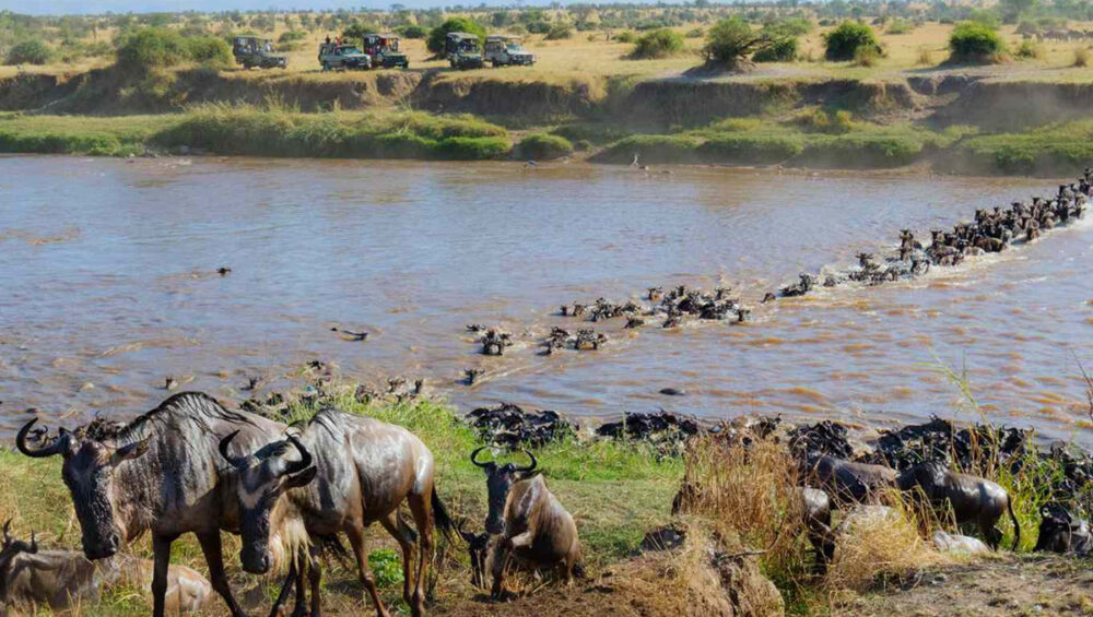 Discover Maasai Mara: Your Gateway Go The Great Migration