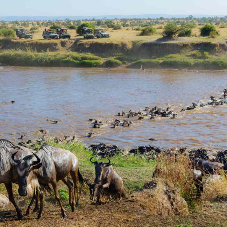 Discover Maasai Mara: Your Gateway Go The Great Migration