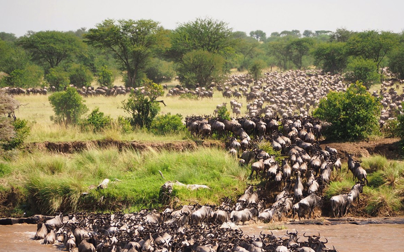 Discover Maasai Mara: Your Gateway Go The Great Migration