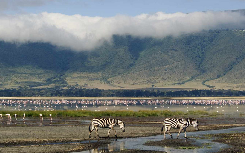 Discover the Wonders of Tanzania Safari