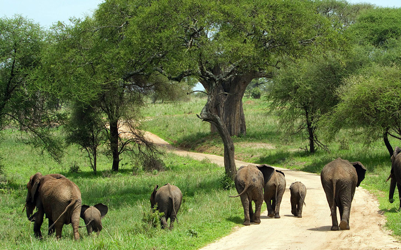 Discover the Wonders of Tanzania Safari