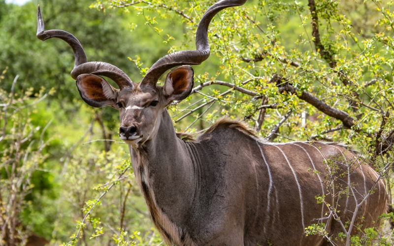 Discover the Wonders of Tanzania Safari