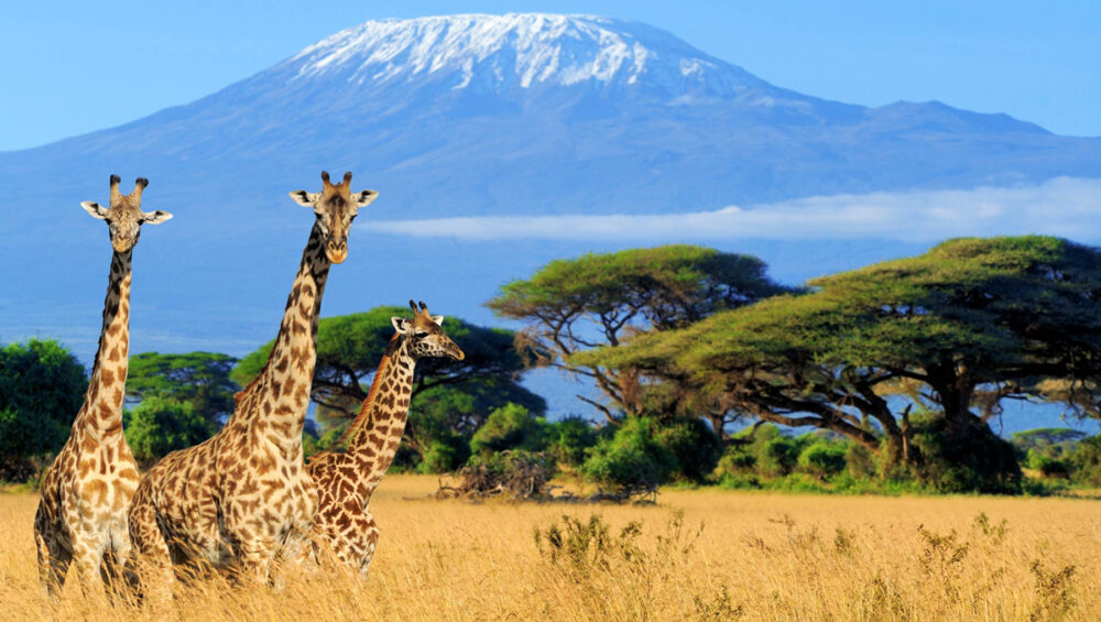 Discover the Wonders of Tanzania safari