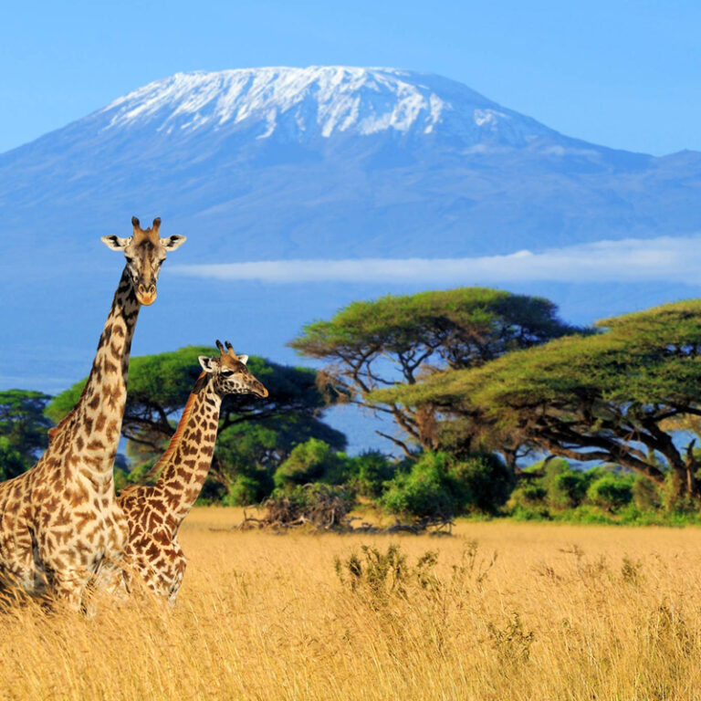 Discover the Wonders of Tanzania safari