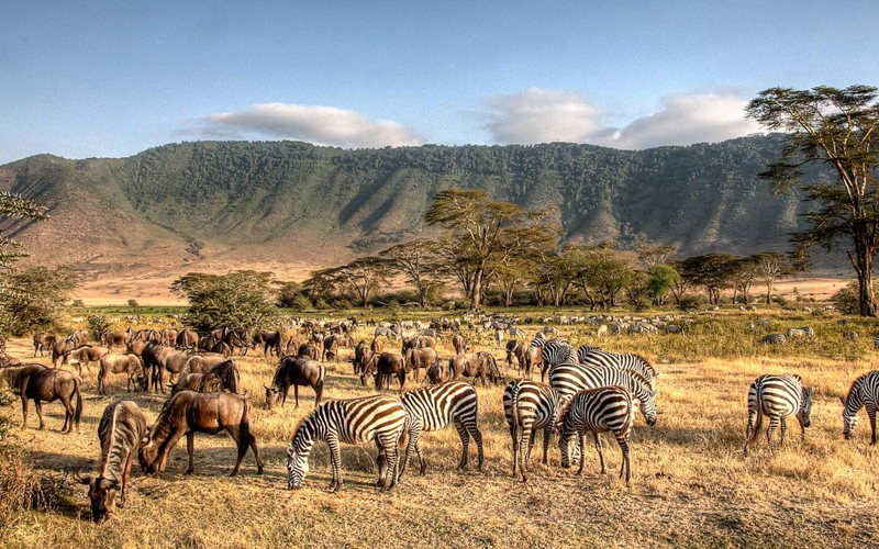 Discover the Wonders of Tanzania Safari