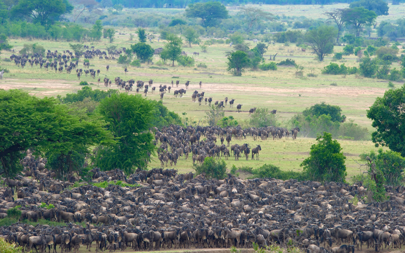 Experience the Miracle of Wildebeest Calving Season