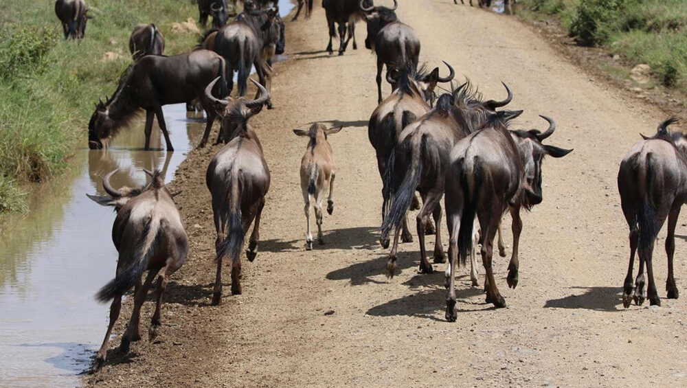 Experience the Miracle of Wildebeest Calving Season