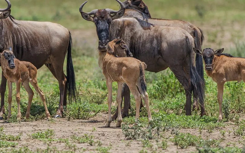 Experience the Miracle of Wildebeest Calving Season