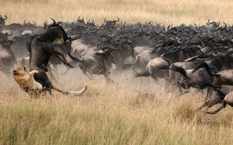 Experience the Miracle of Wildebeest Calving Season