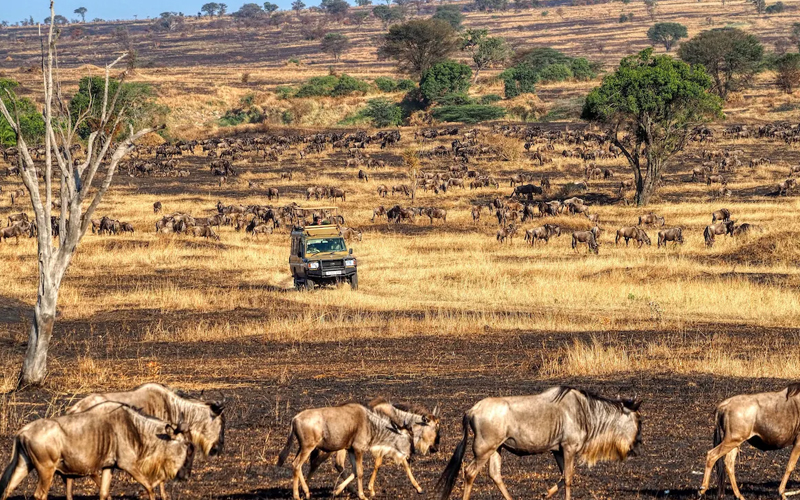 Experience the Miracle of Wildebeest Calving Season