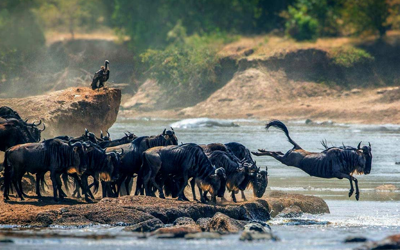 Experience the Miracle of Wildebeest Calving Season
