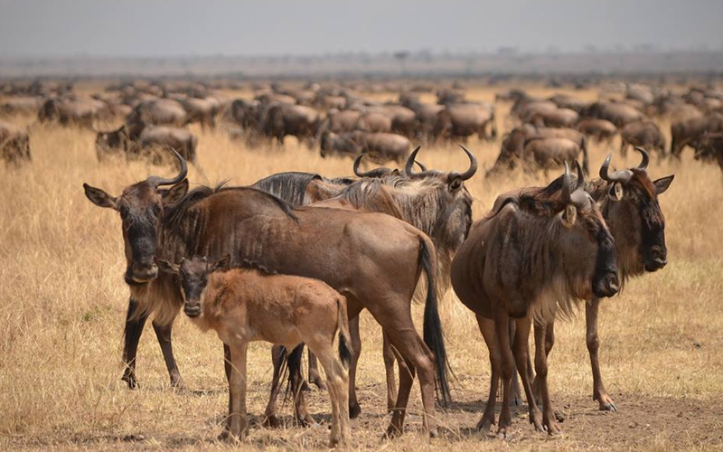 Experience the Miracle of Wildebeest Calving Season