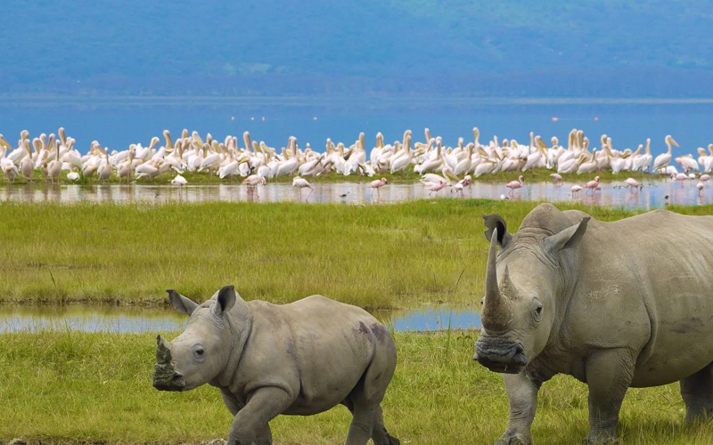 Explore the Beauty of Ngorongoro Crater