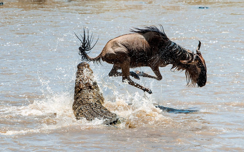 The Role of Predators in the Wildebeest Migration