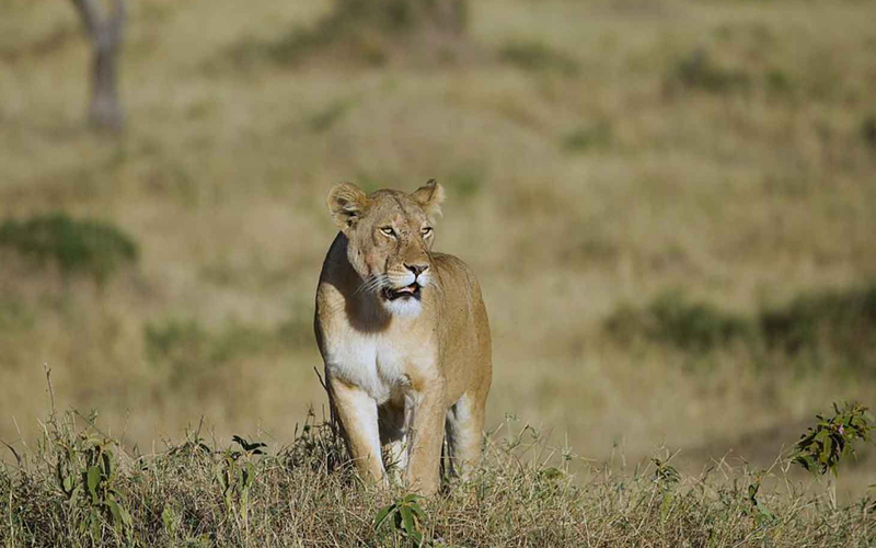 The Role of Predators in the Wildebeest Migration