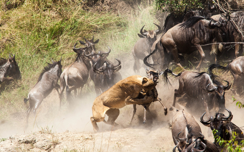 The Role of Predators in the Wildebeest Migration