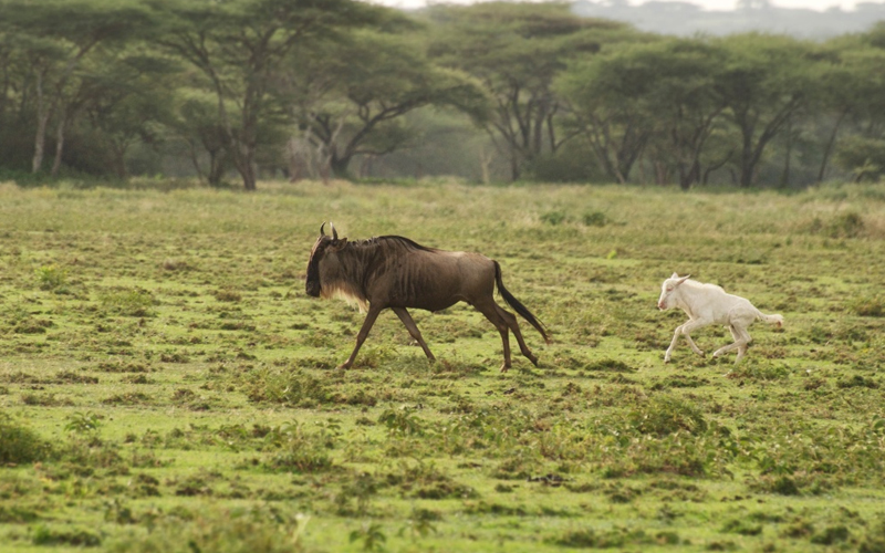 The Role of Predators in the Wildebeest Migration