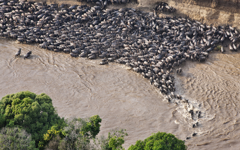 The Role of Predators in the Wildebeest Migration