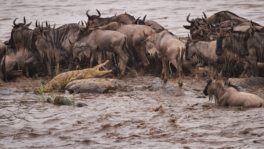 The Role of Predators in the Wildebeest Migration