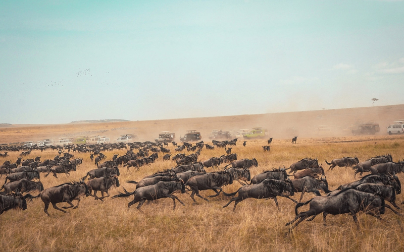 The Role of Predators in the Wildebeest Migration