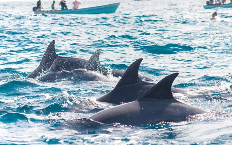 Zanzibar Dolphin Tours