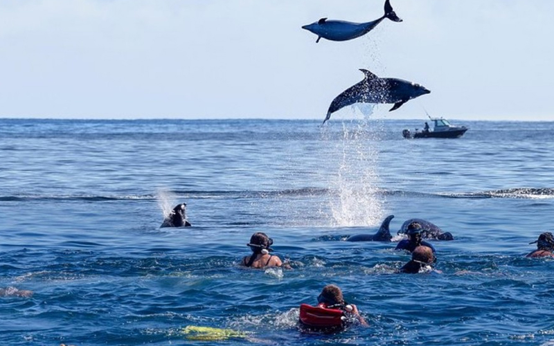 Zanzibar Dolphin Tours