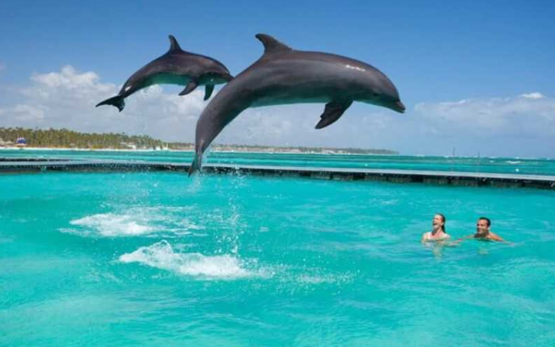 Zanzibar Dolphin Tours