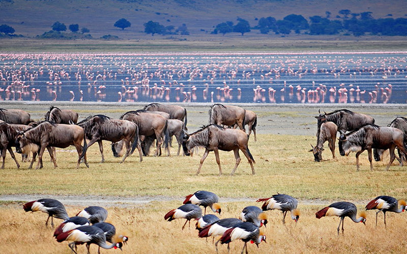 Discover Ngorongoro Crater Natural Wonder
