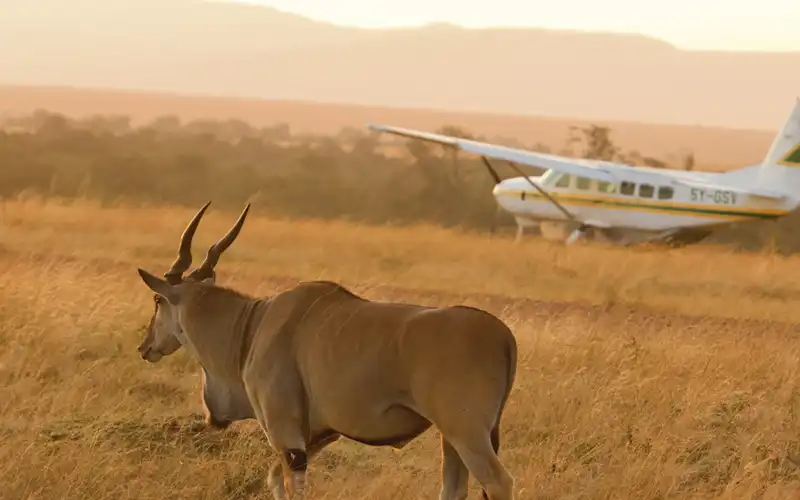 Essential Travel Tips for Your Tanzania Safari