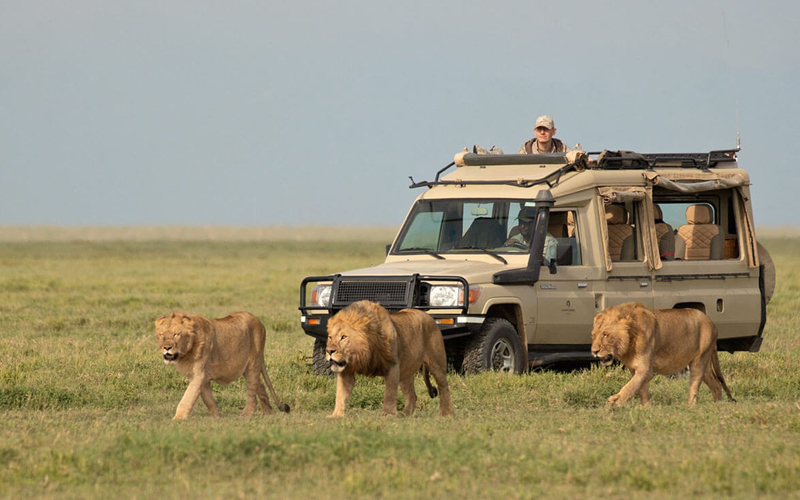 Serengeti National Park Safari Paradise