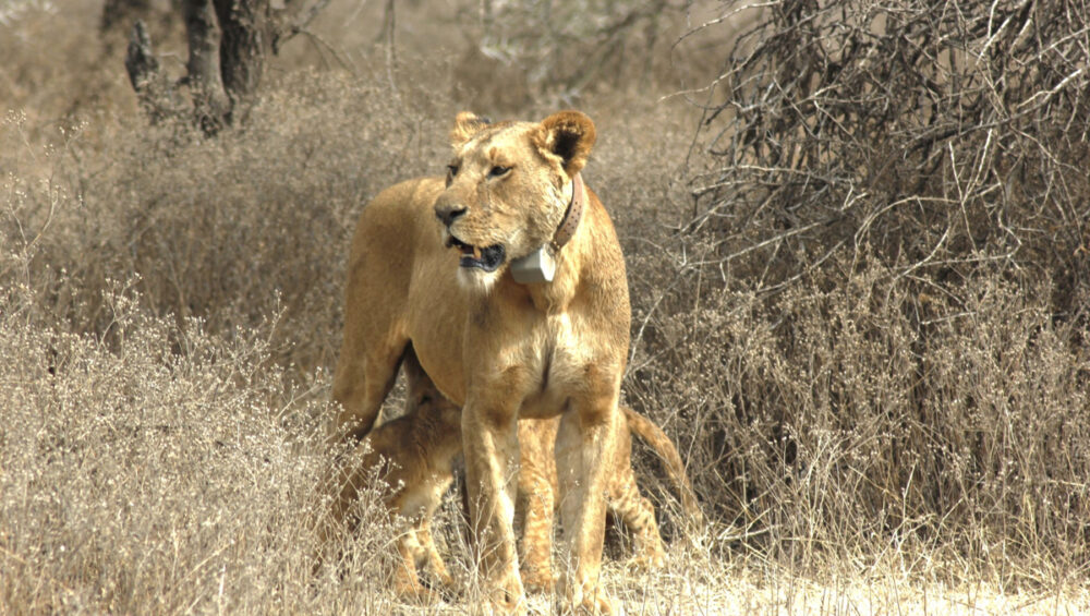 Tanzania’s Wildlife Conservation Efforts