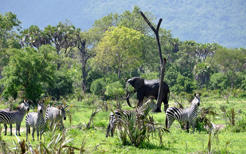 Tanzania’s Wildlife Conservation Efforts