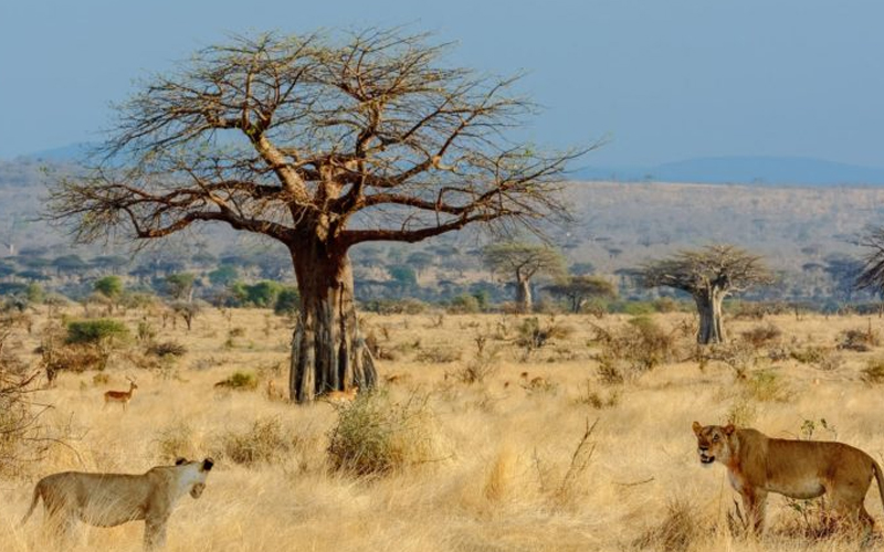 The Best Safari Experiences in Tanzania