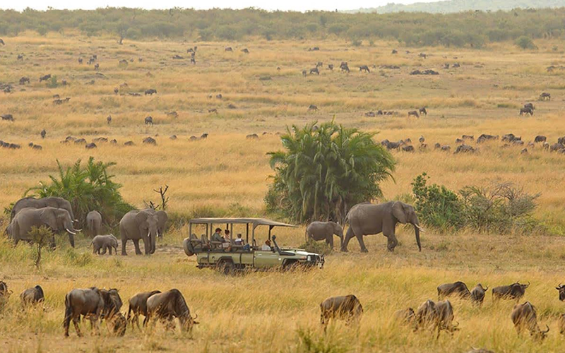 What to Expect on a Tanzania Safari