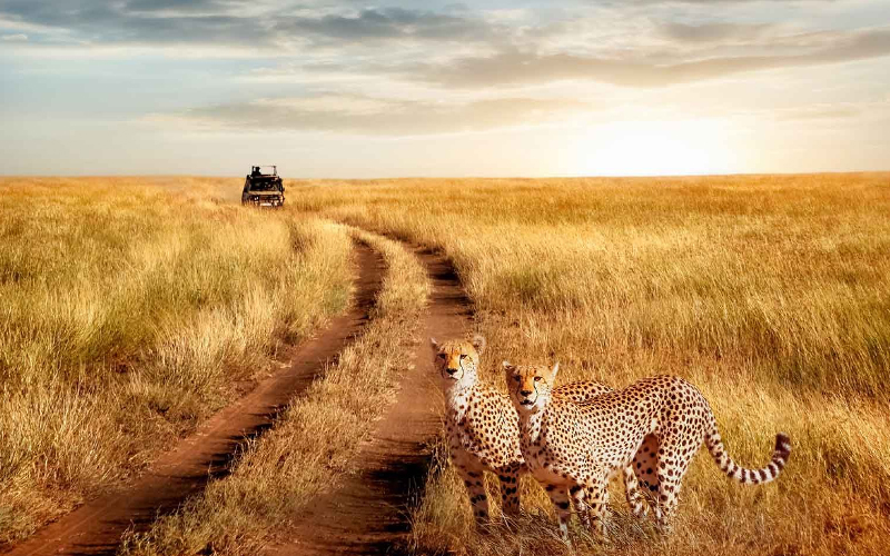 What to Expect on a Tanzania Safari